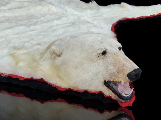 Exceptionnelle peau d'ours polaire empaillée (10 pieds x 9) taxidermie  1