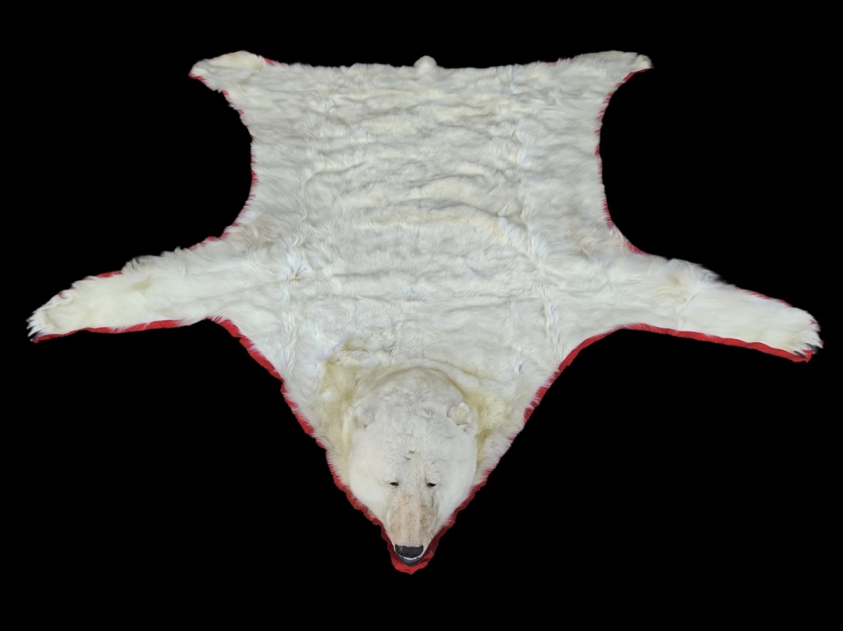 Exceptionnelle peau d'ours polaire empaillée (10 pieds x 9) taxidermie 3 Exceptionnelle peau d'ours polaire empaillée (10 pieds x 9) taxidermie 3