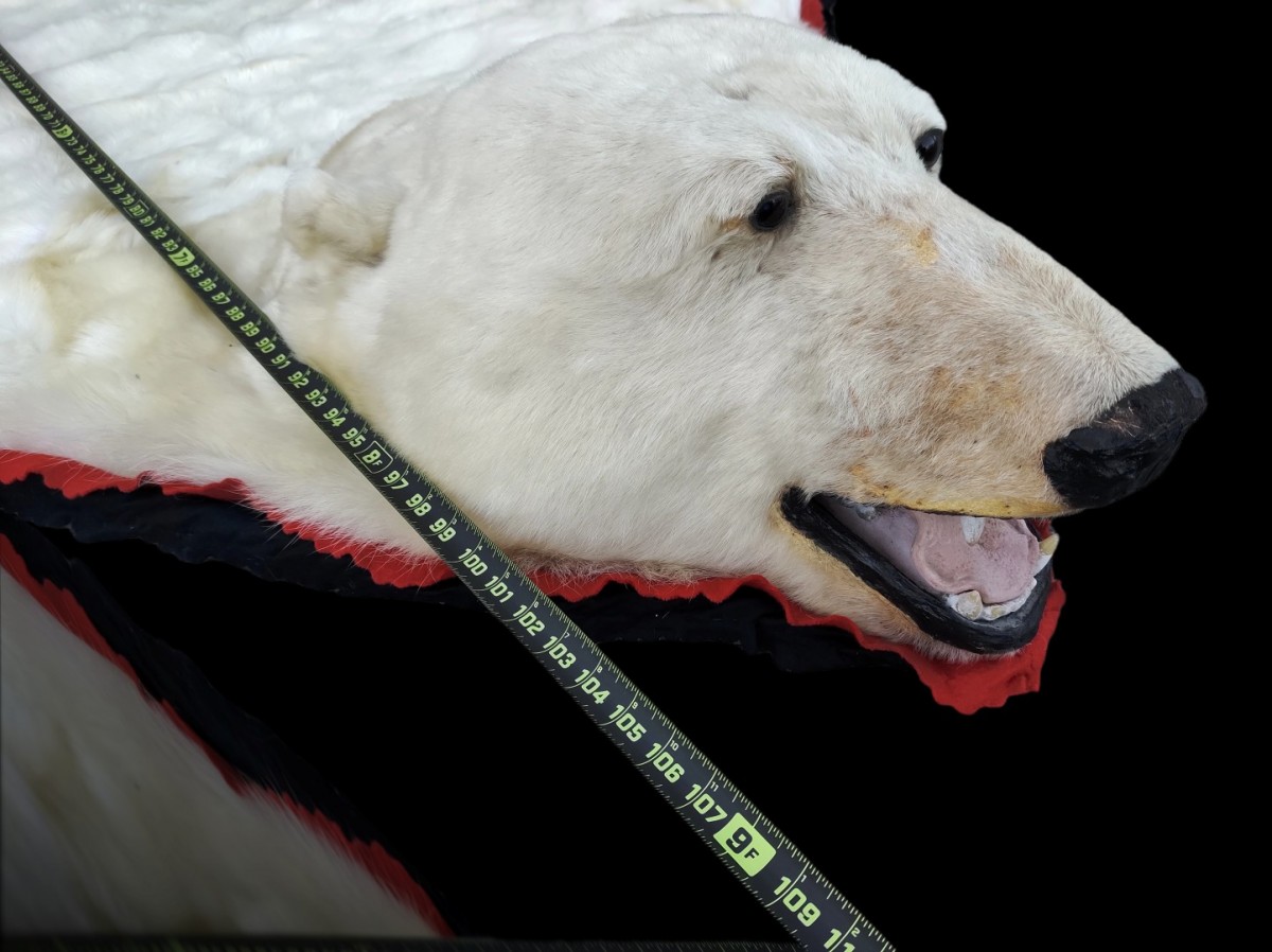 Exceptionnelle peau d'ours polaire empaillée (10 pieds x 9) taxidermie 4 Exceptionnelle peau d'ours polaire empaillée (10 pieds x 9) taxidermie 4