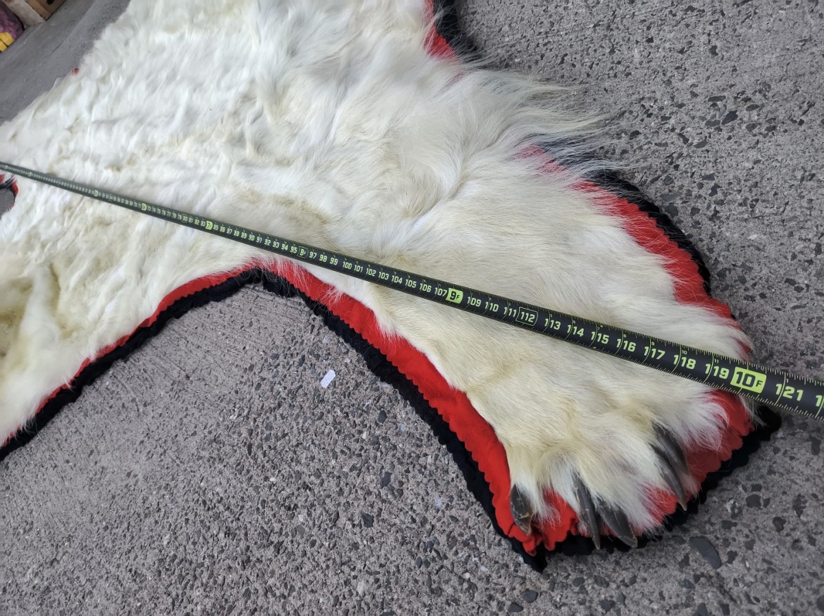 Exceptionnelle peau d'ours polaire empaillée (10 pieds x 9) taxidermie 5 Exceptionnelle peau d'ours polaire empaillée (10 pieds x 9) taxidermie 5