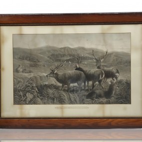 #57731 -  Cadre avec image de cerfs, morning in the highlands