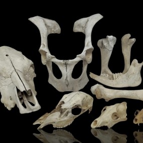 #59473 -  Decorative skulls