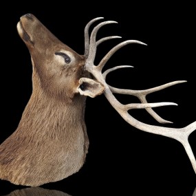 #59612 -  Life-size deer taxidermy mount, Wapiti