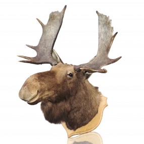 #59636 -  Moose taxidermy mount