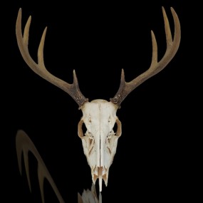 #60401 -  Crâne décoratif de chevreuil avec panache 