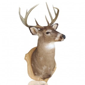 #61513 -  Taxidermie, tête de chevreuil empaillée avec panache 