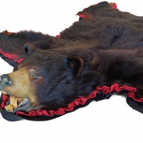 #62115 - 250$ Taxidermie, peau d'ours avec tête empaillée