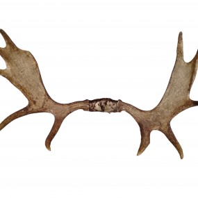 #62165 - 145$ Moose antler