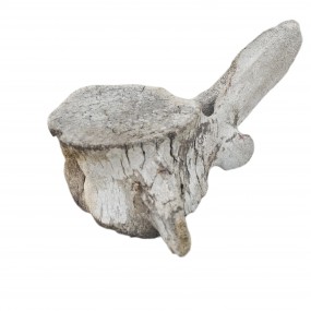 #62220 -  Vertèbre de baleine ancienne