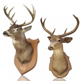 Stuffed deer head with antlers, taxidermy 