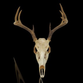 Crâne décoratif de chevreuil avec panache 