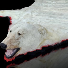 Taxidermy polar bear skin
