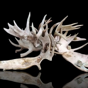Moose antlers lighting rack