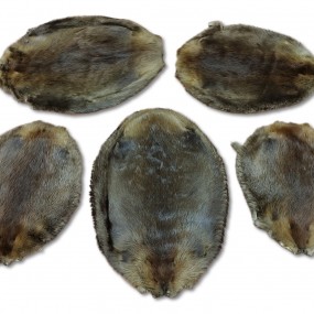 Beaver fur skins, nice condition 