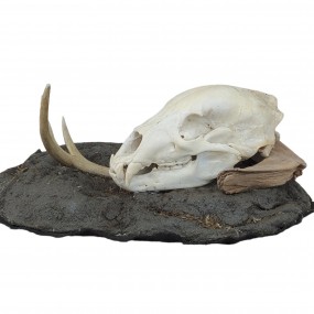 Mounted animal skull, rustic decorative piece