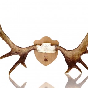 Decorative wall moose antler 