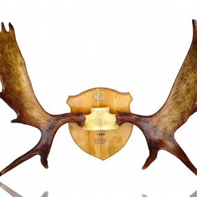 Decorative wall moose antler 