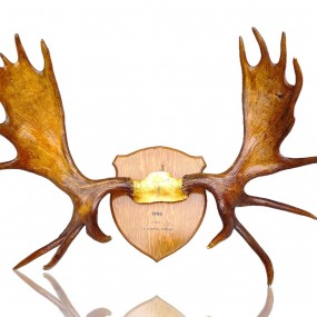 Decorative wall moose antler 