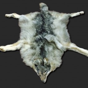 Wolf fur skin