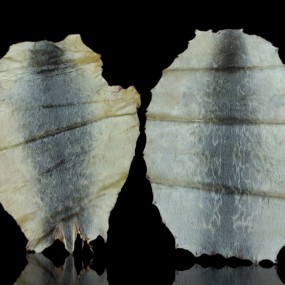 Tanned seal skins, unique natural decorative texture