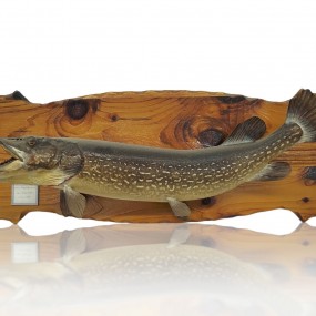 Vintage stuffed fish, taxidermy