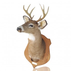 Taxidermie, tête de chevreuil empaillée avec panache 