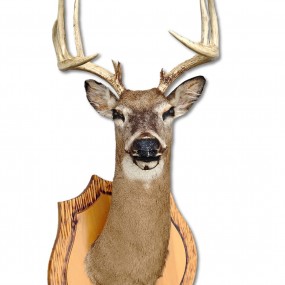 Taxidermy, stuffed deer head