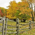 Old cedar poles for fence, 10 to 11 feets long - 4