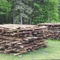 Old cedar poles for fence, 10 to 11 feets long - 5