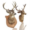 Stuffed deer head with antlers, taxidermy  - 2