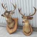 Stuffed deer head with antlers, taxidermy  - 3