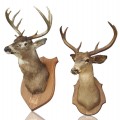 Stuffed deer head with antlers, taxidermy  - 1