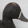 Appealnt, canard de bois  - 3