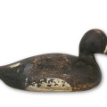 Appealnt, canard de bois  - 1