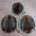 Decorative beaver skins - 3