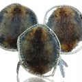 Decorative beaver skins - 1