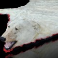 Taxidermy polar bear skin - 1
