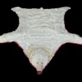 Exceptionnelle peau d'ours polaire empaillée (10 pieds x 9) taxidermie  - 3