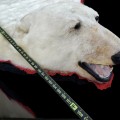 Exceptionnelle peau d'ours polaire empaillée (10 pieds x 9) taxidermie  - 4