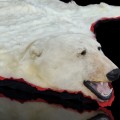 Exceptionnelle peau d'ours polaire empaillée (10 pieds x 9) taxidermie  - 1
