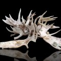 Moose antlers lighting rack - 1