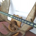 Vintage large moose antler  - 2