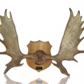 Vintage large moose antler  - 1