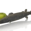 Folk art wooden carved fish  - 2