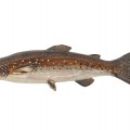 Wooden carved trout, folk art sculpture, carving  - 1
