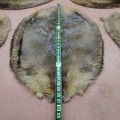 Beaver fur skins, nice condition  - 2