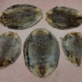 Beaver fur skins, nice condition  - 4