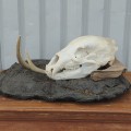 Mounted animal skull, rustic decorative piece - 2