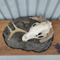 Mounted animal skull, rustic decorative piece - 3