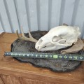 Mounted animal skull, rustic decorative piece - 4